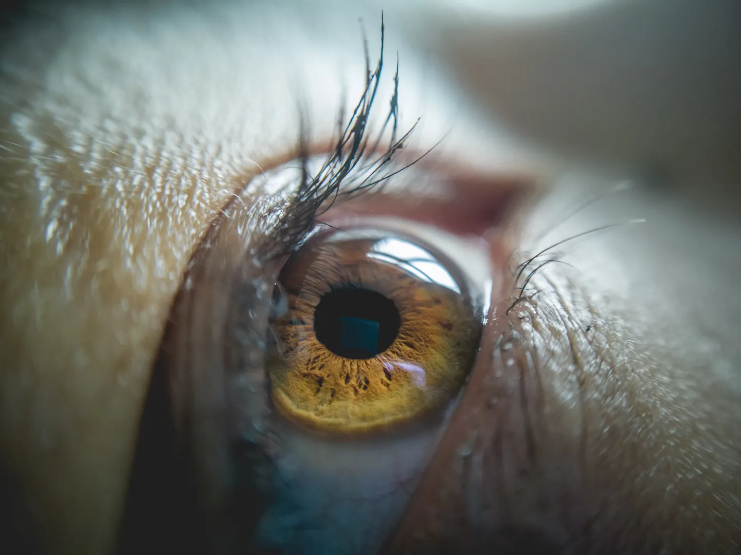 Entdecken Sie eine winzige Welt: Eine Einführung in die Makrofotografie für zu Hause
